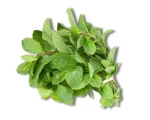 Pudinapata (Mint Leaf) 500gm