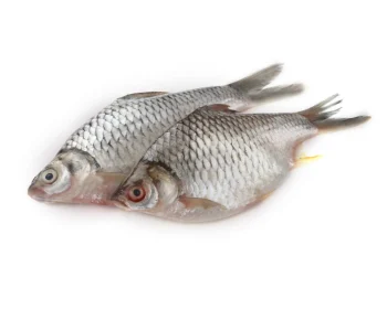 Sarputi Fresh Local Cultured (4-5 Pcs/kg) per 1kg