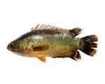 Koi Fish Process Cultured (10-12 Pcs/kg) per 1kg