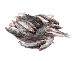 65fa98dc115075f231ecdb29_Tengra-Deshi_1