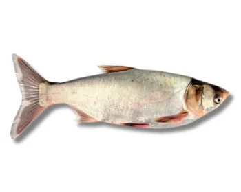 Silver Carp Fresh Local Cultured (Medium) per 1kg
