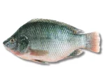 6605329655503b55855d8396_Telapiya-Big_1
