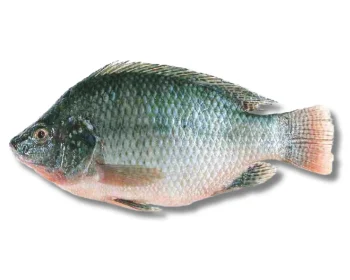 Telapiya Fresh Local Cultured 400gm+  per 1kg