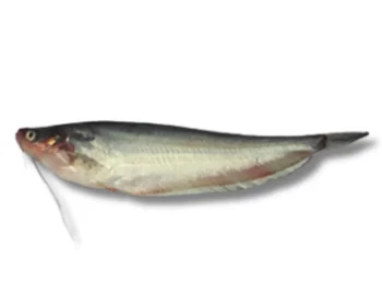 Pabda Fresh Local Cultured (18-25 Pcs/kg)  per 1kg
