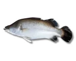 Koral Fresh Local Captured (500-899 kg) per 0.899kg