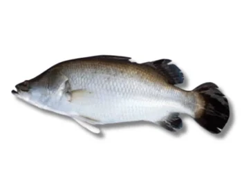 Koral Fresh Local Captured (500-899 kg) per 0.899kg