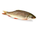 Rui Fresh Local Cultured (2-2.99 kg) per 1kg