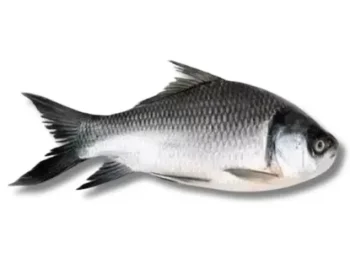 Katla Fresh Local Cultured (2-2.999 kg)  per 1kg