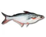 Pangas Fresh Local Cultured (1.5-1.999 kg)  per 1kg