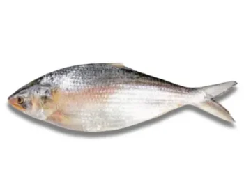 Hilsha Fresh Local Captured (300-399 gm)  Per Piece