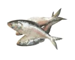 Hilsha Fresh Local Captured (400-499 gm) Per Piece
