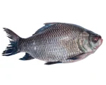 Katla Fresh Local Cultured (3-4.999 kg) ৳475  per 1kg