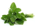 Data Shak (Amaranth Spinach) Per Piece