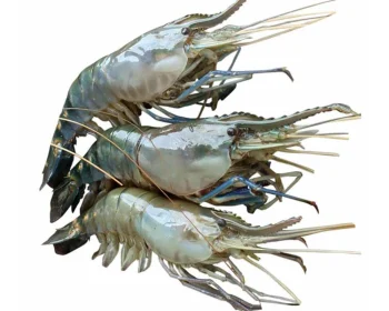 Golda Fresh Local Cultured (30-40 Pcs/kg) per 1kg