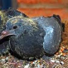 Pigeon Meat each (skin-off)